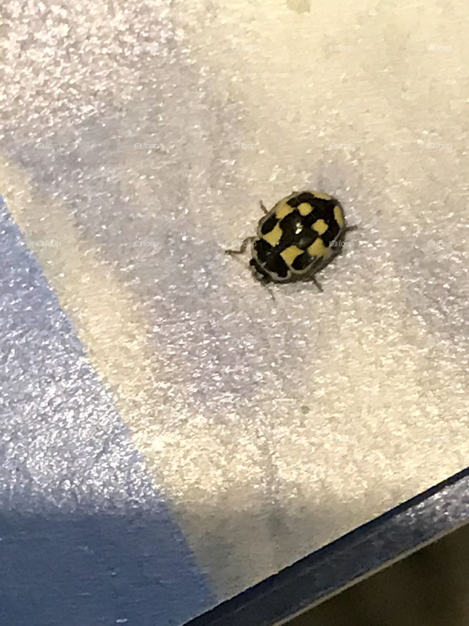 14 spotted lady beetle!  