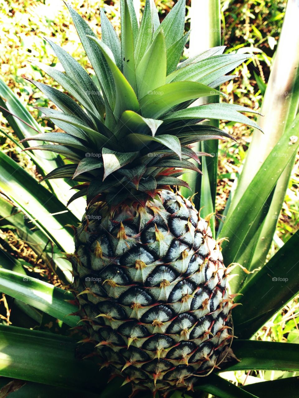 pineapple