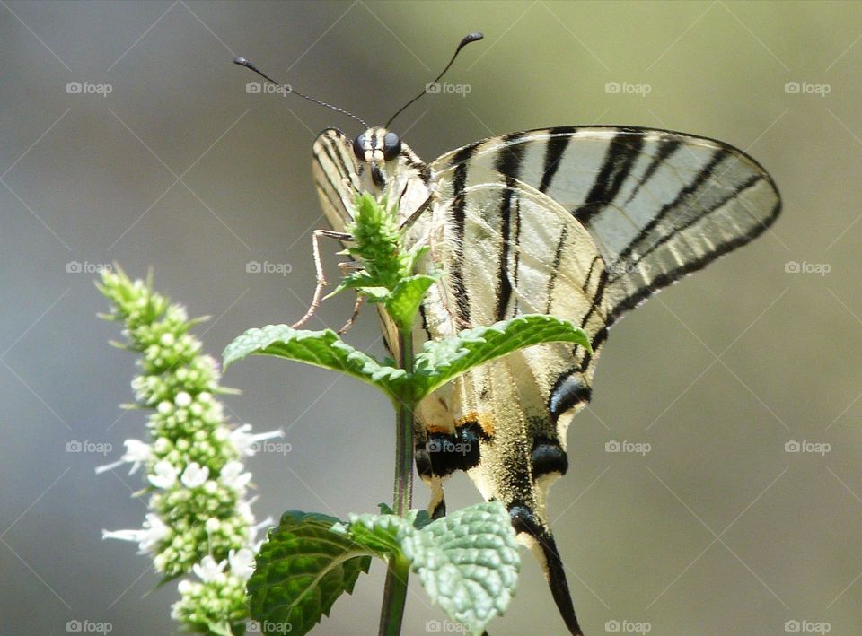 Scarce swallowtail