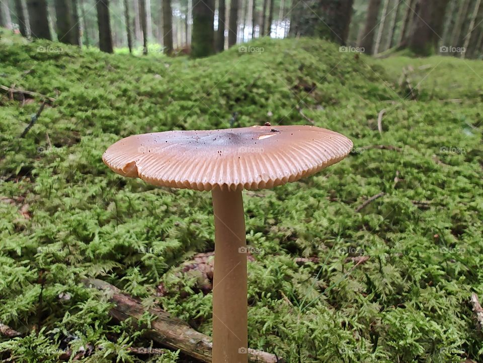 Mushroom