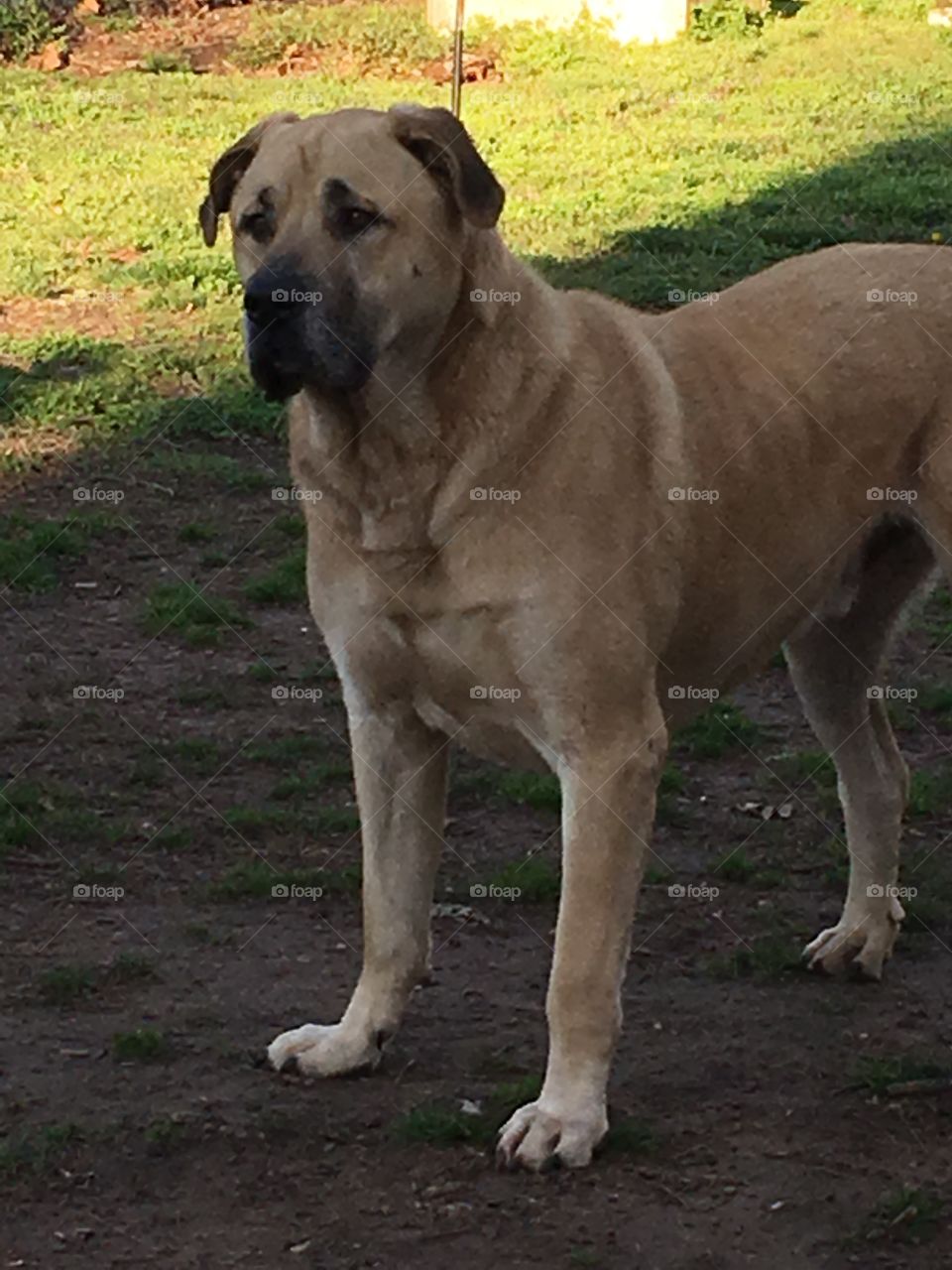 Handsome big boy mastiff mix checking out the neighbors. Wondering what’s going on. 
