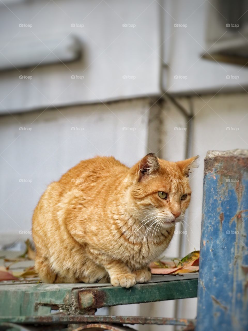 Italian cat Sorrento 