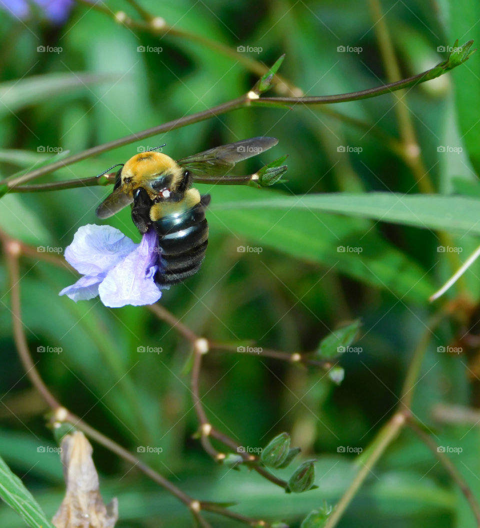 Bee on purple flower