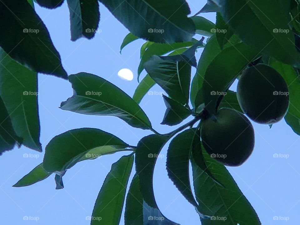 moon and peaches
