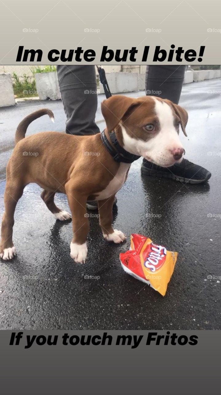 It seems that little puppies like to eat Fritos too. Aww so cute!