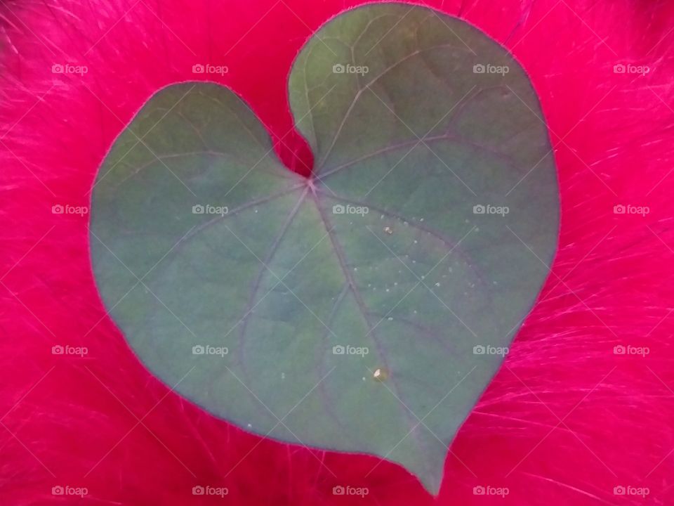 heart shaped leave. for valentine day