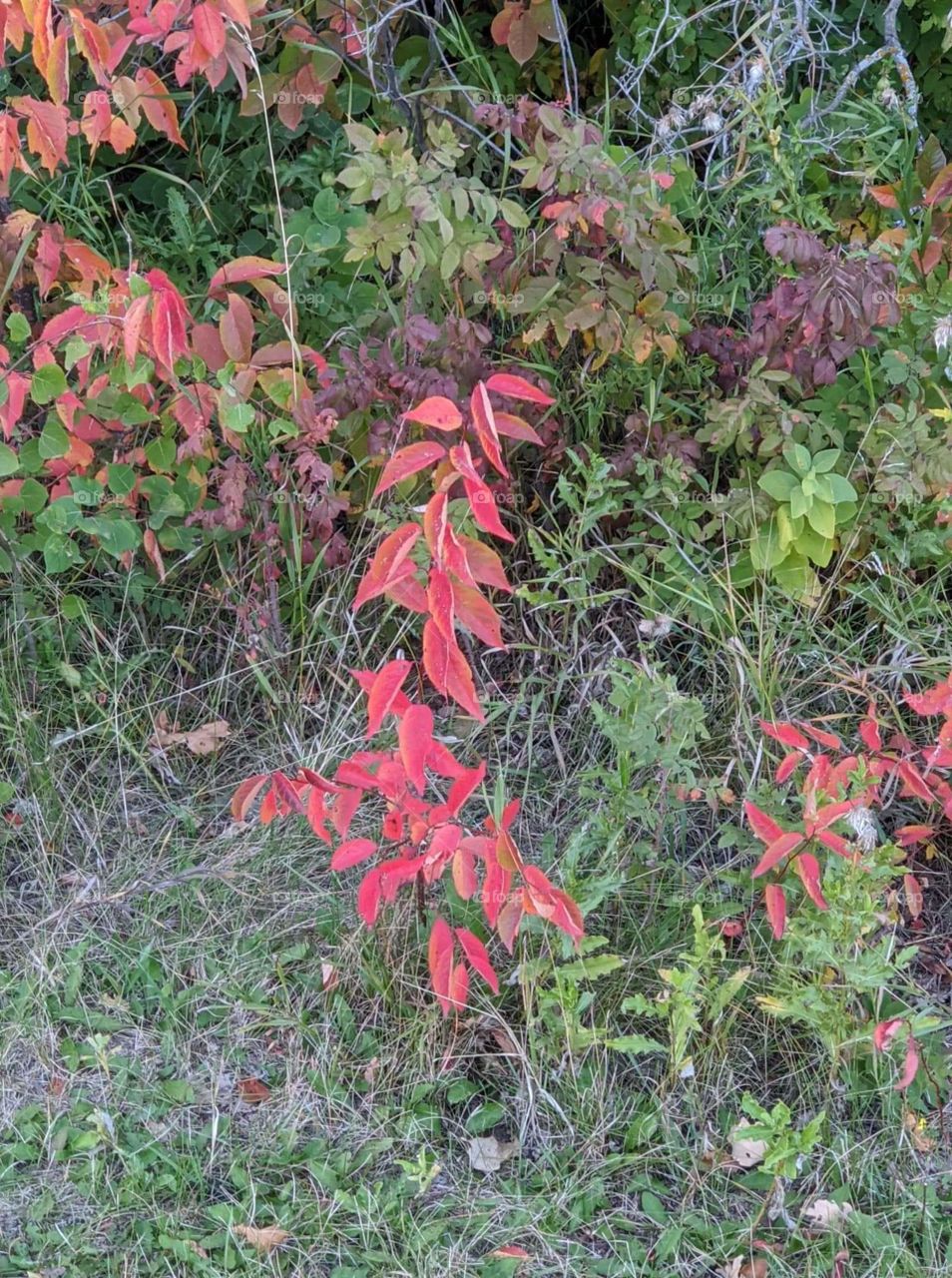 Beautiful nature, fall leave