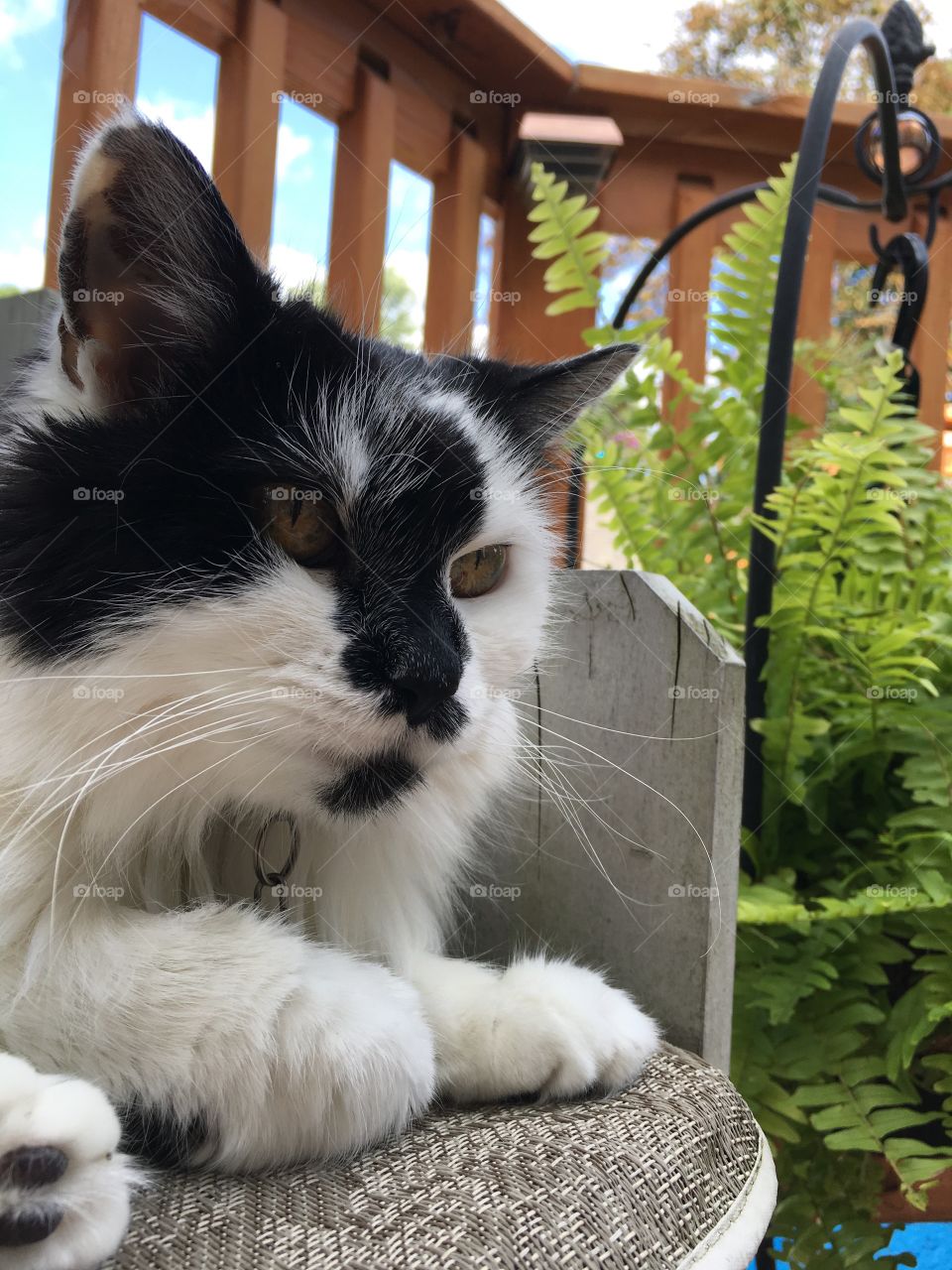 All kitties are my favorite, but a few special ones have stolen my heart. Look at this beauty! I love her dearly. 