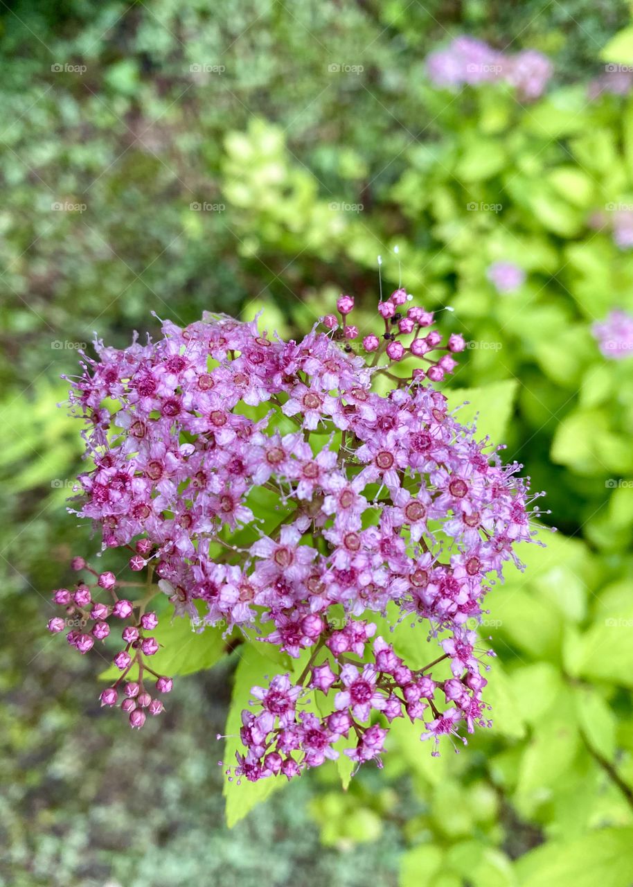 Spiraea japonica