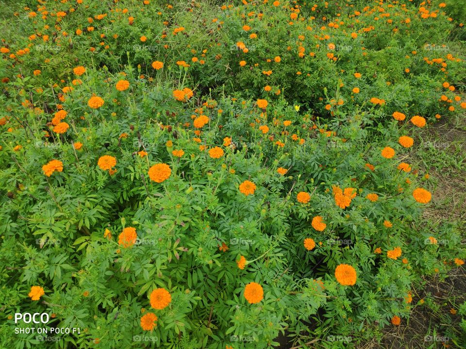 marigold plant's