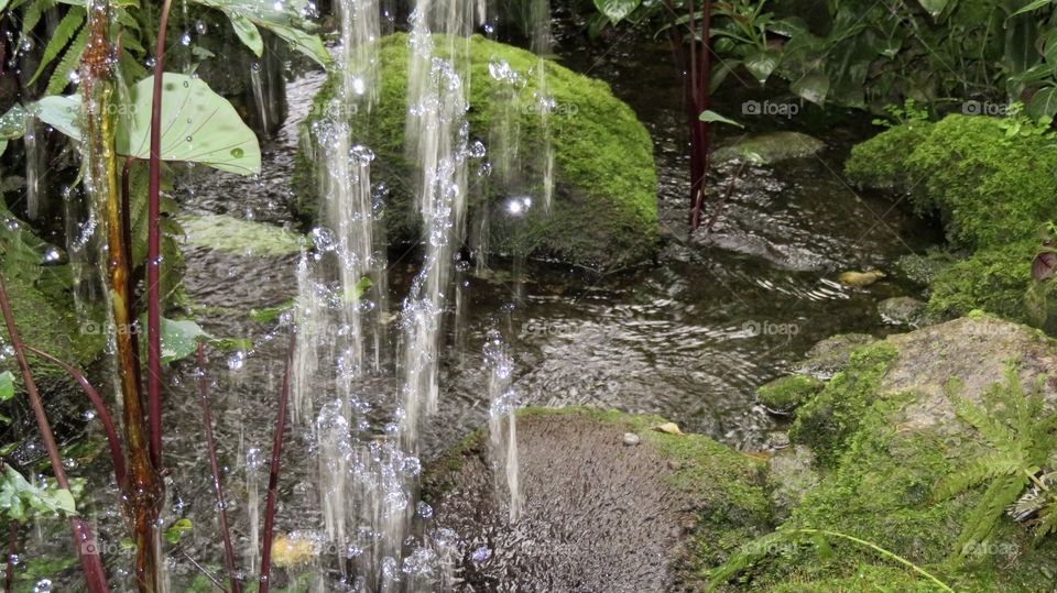 Waterdrops Rainforest