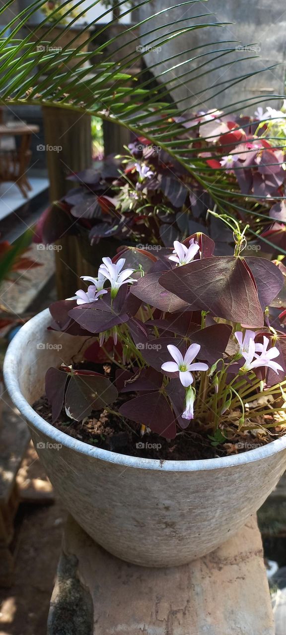 Oxalis triangularis is an ornamental plant from the genus oxalis.