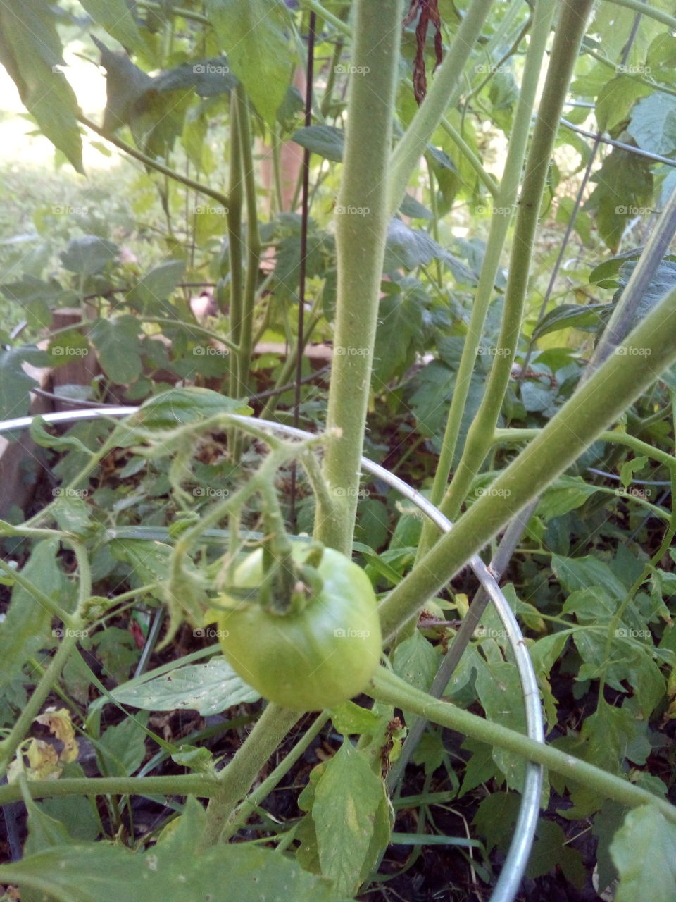 this is just one of four or five baby tomatoes making my mouth water already. can't hardly wait!