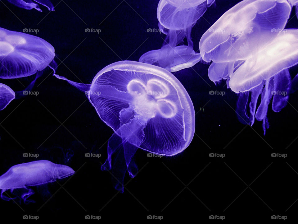 Jellyfish in underwater