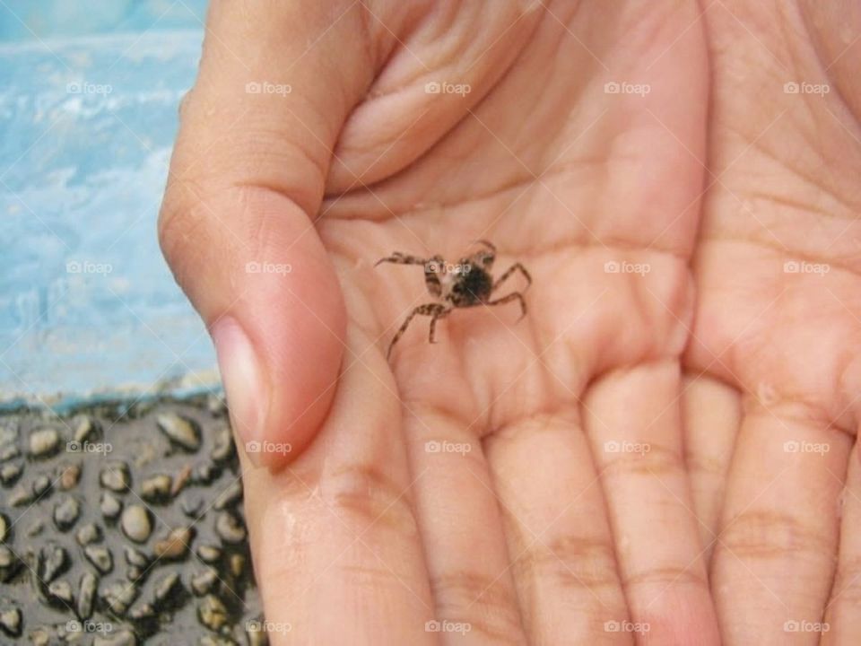 A tiny crab