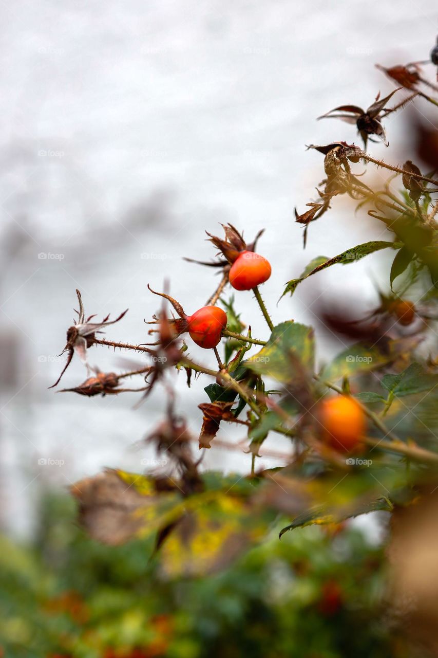 Rose hips 