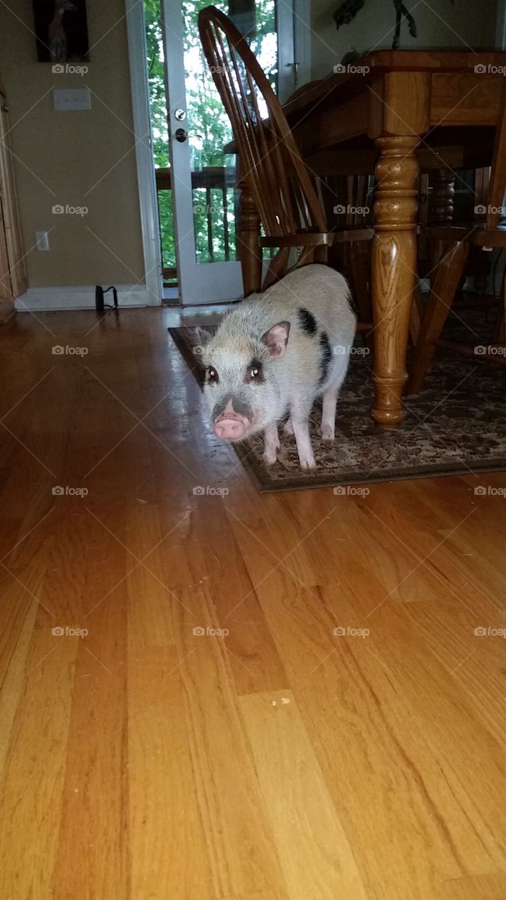Pet pig in house