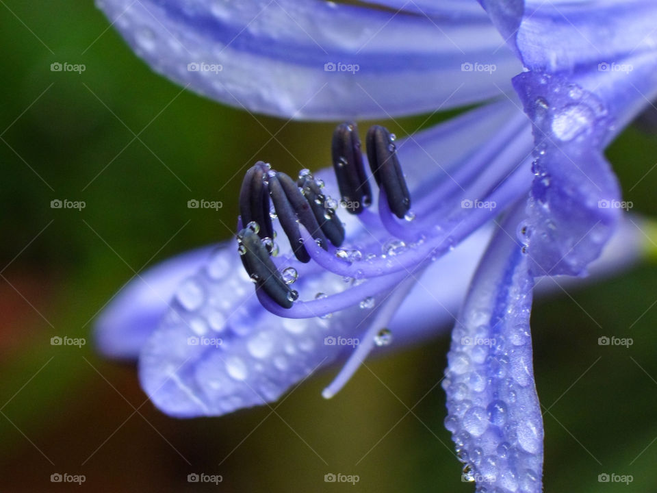 agapanthus flower with wayer droplets
