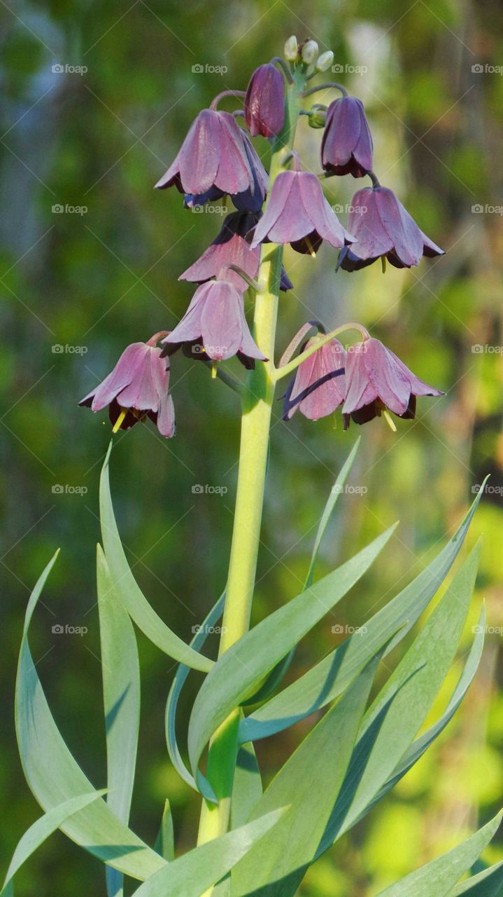 Close-up of flowers