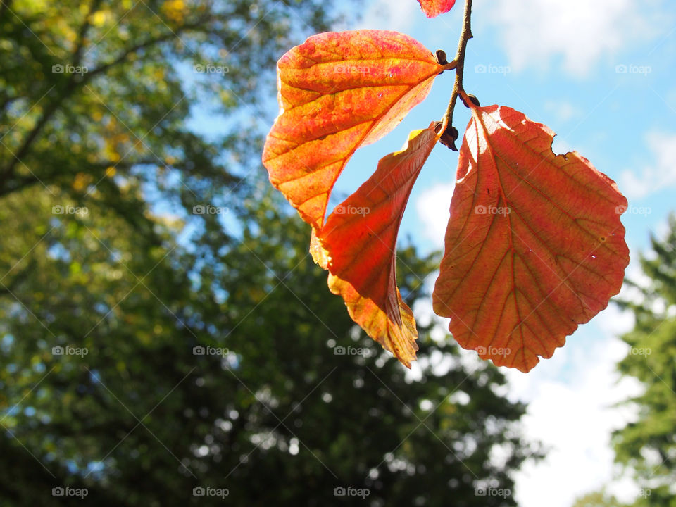 leaf autumn olympus mission4 by ptrendy