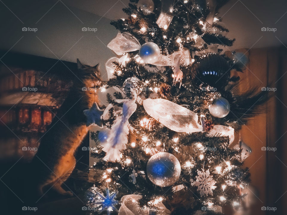 A warm christmas memory of the family member tabby cat standing on two legs, looking into a decorated and lighted Christmas tree in the living room at night.