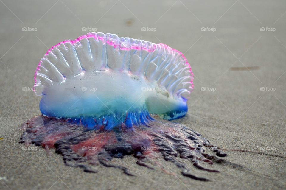 Ocean life, jellyfish