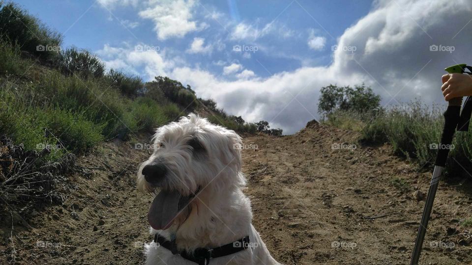 Companion Through the Hills