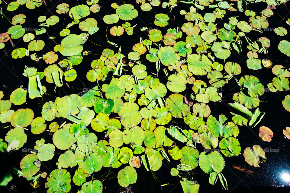 Water lilies 