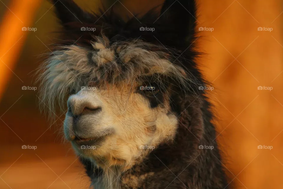 Porträt eines Lamas
