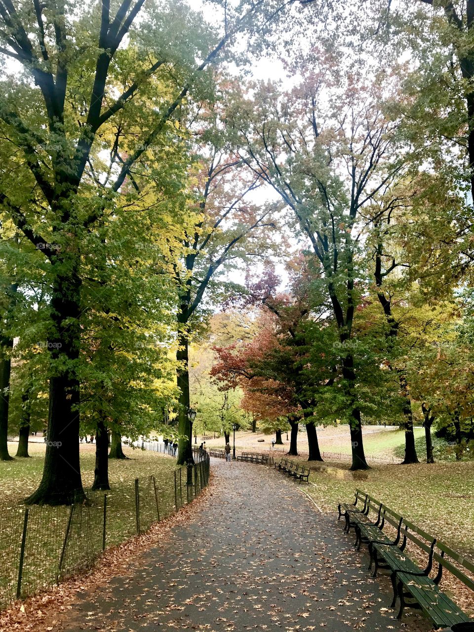 Fall in Central Park