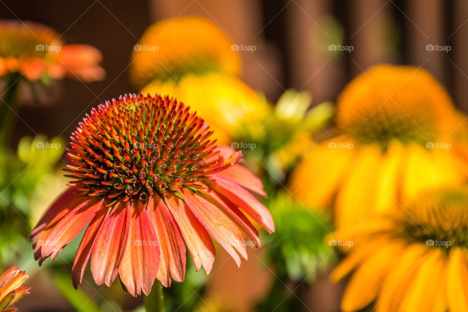 Horizontal macro photo of a red cone flower with several other golden yellow flowers in soft focus in the background
