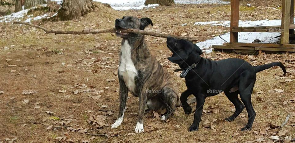 tiger stripe brindle bully dog playing keep away with young black lab