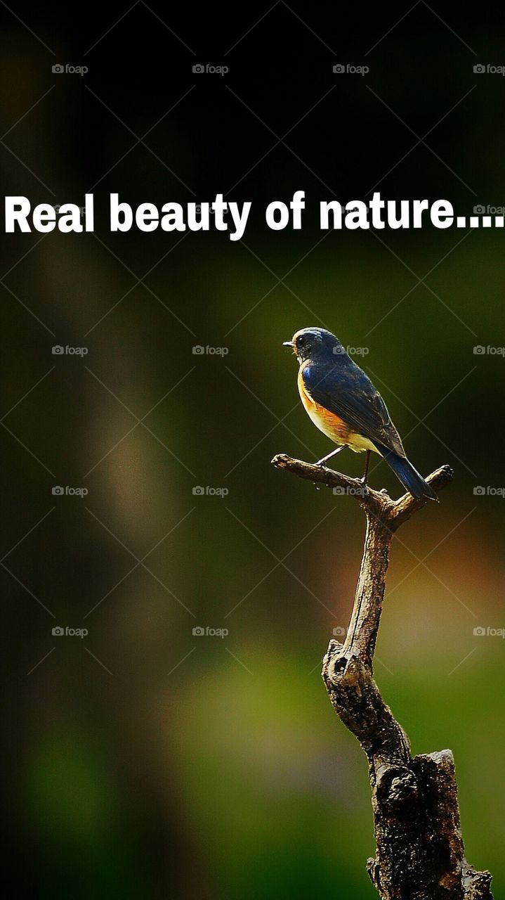 beauty of nature I love nature....