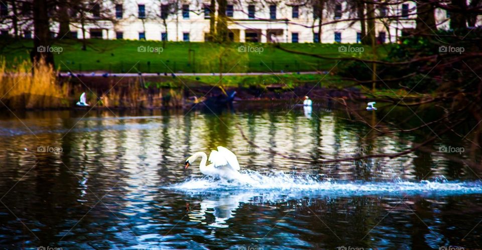 Swan dive 