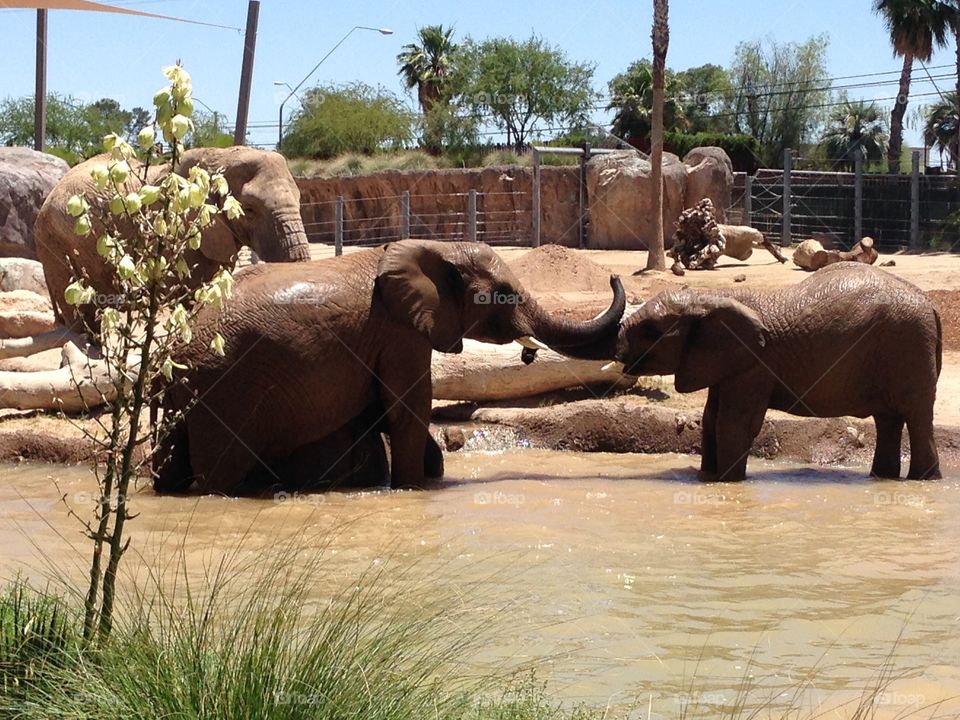 Play time. Elephants at Tucson zoo 