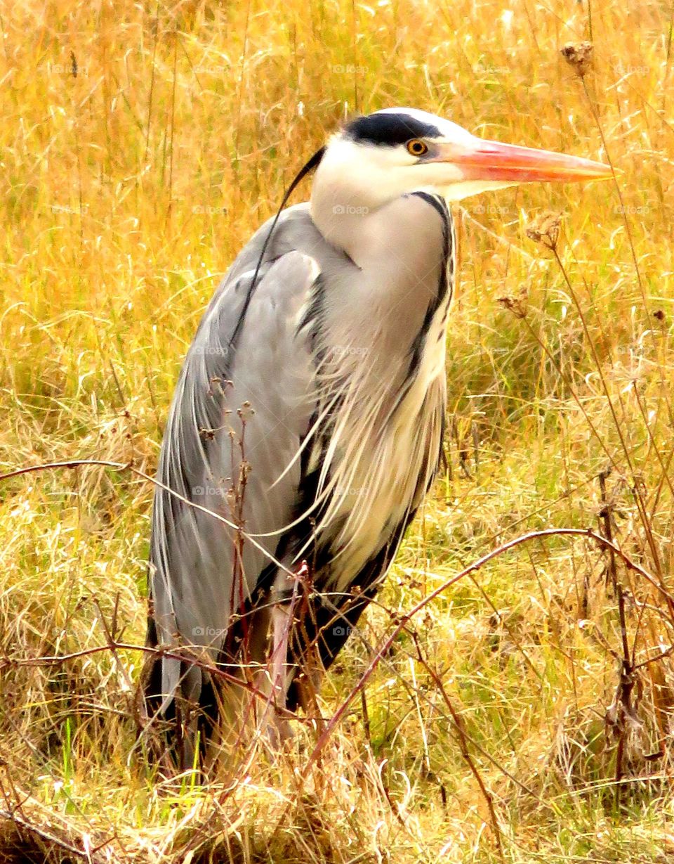 heron