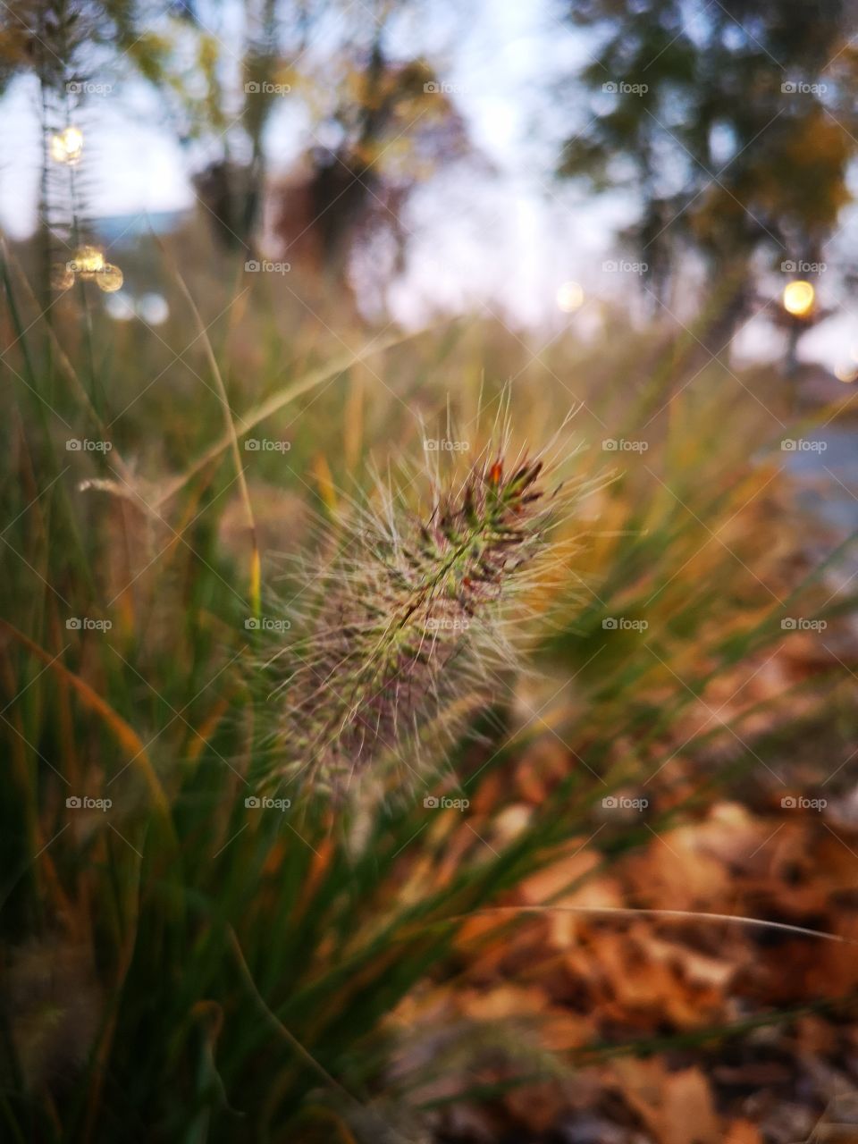 Autumn. Zielona Góra. Poland