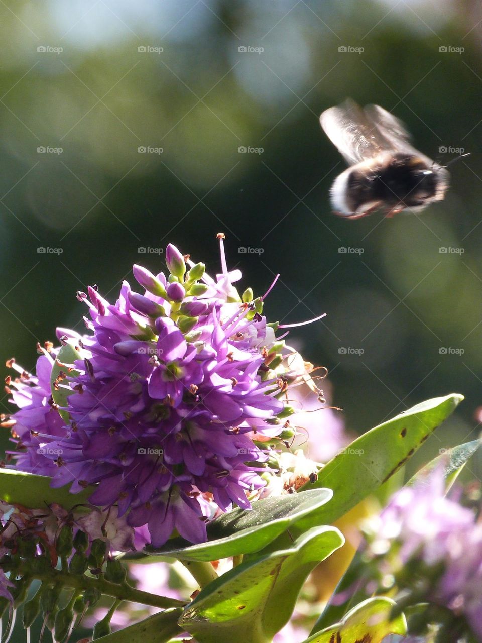 the long exposure allows us to see the beating wings of this bumblebee in full flight after foraging on purple speedwell flowers