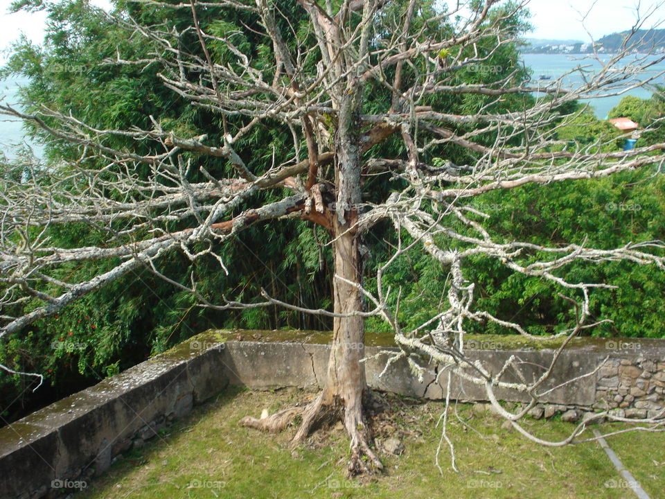 árvore seca