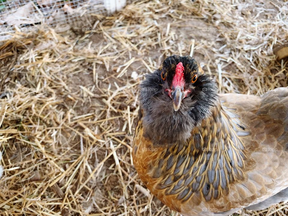 Easter Egger chicken 