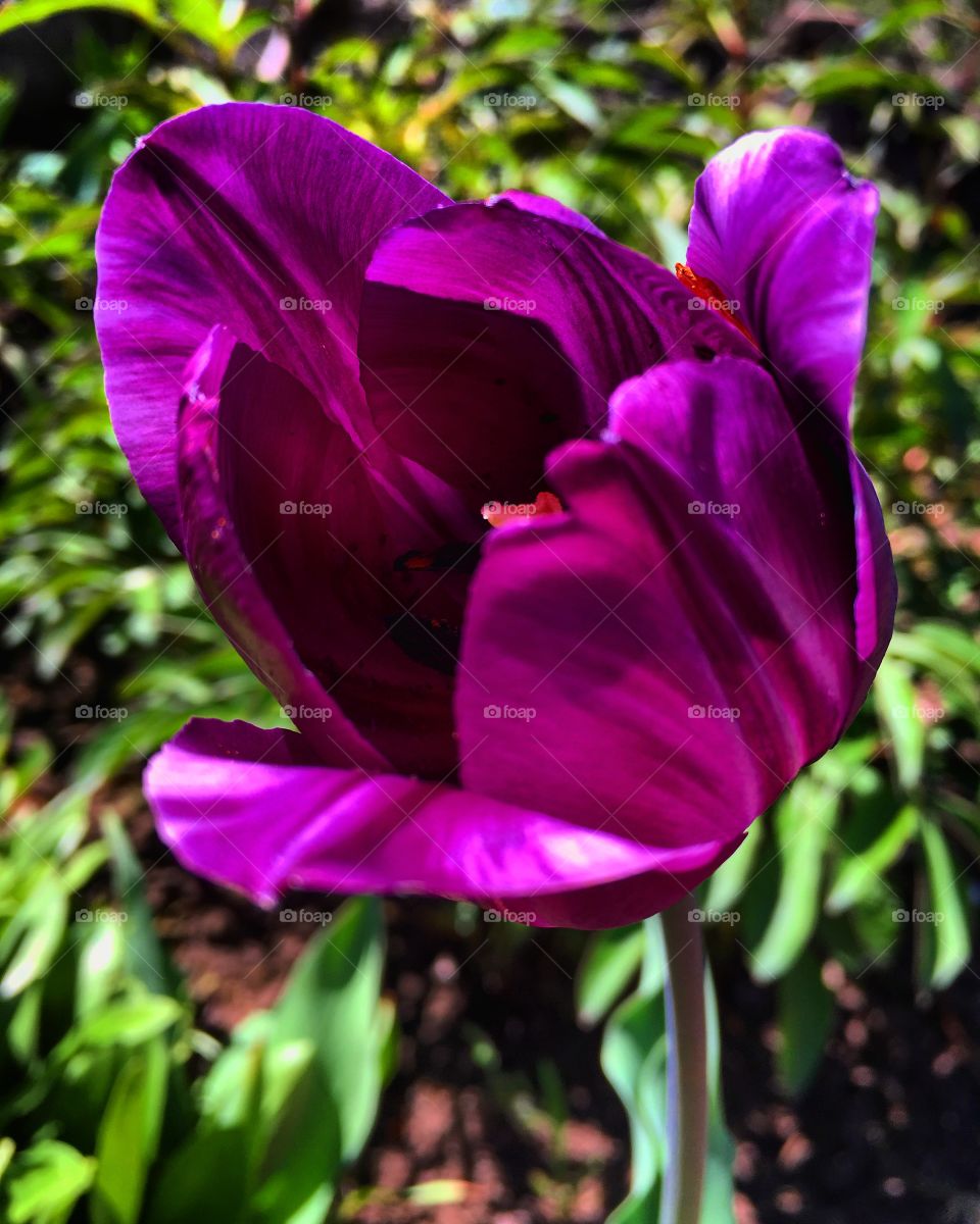 Amazing purple tulip in our garden 