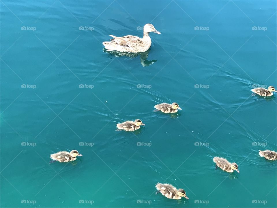 Mother duck and ducklings 