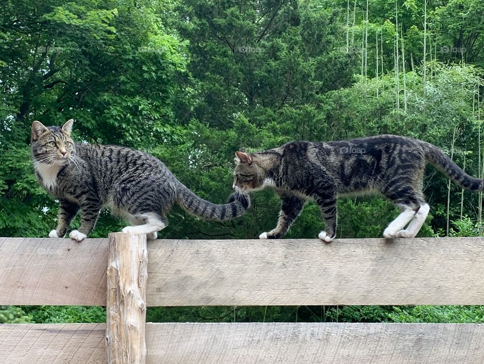 Two cats walking along top of a wooden fence with trees in the background. 