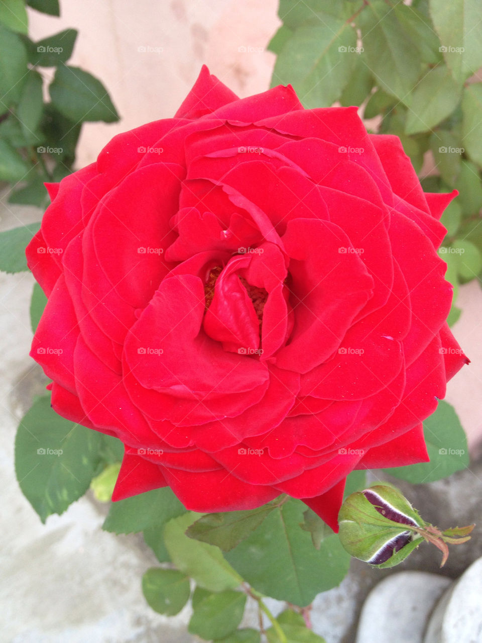rose