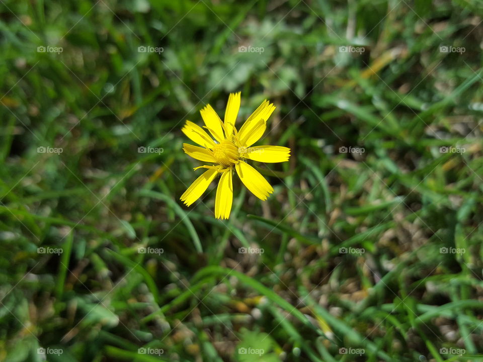 flower