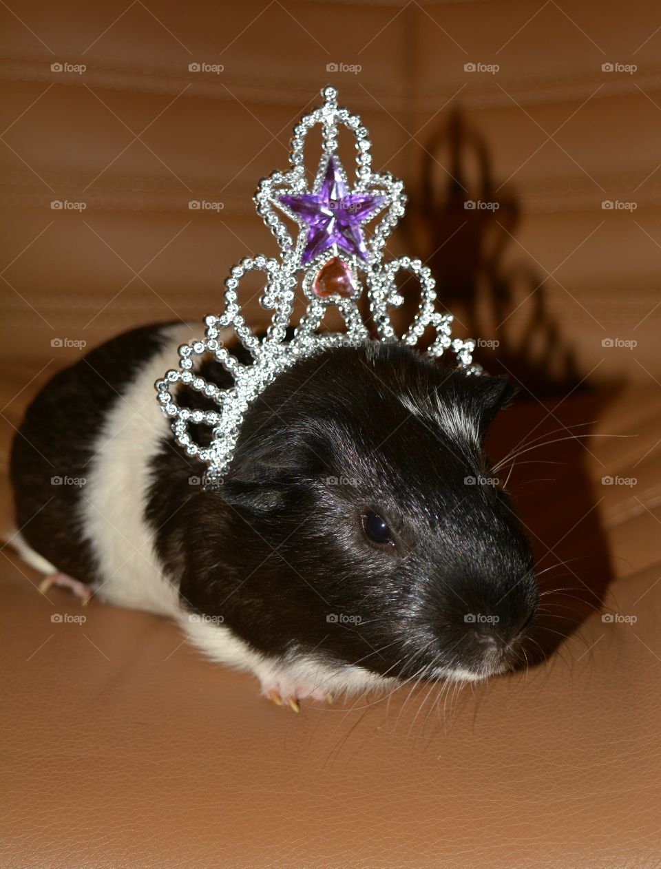 Guinea pig wearing a crown