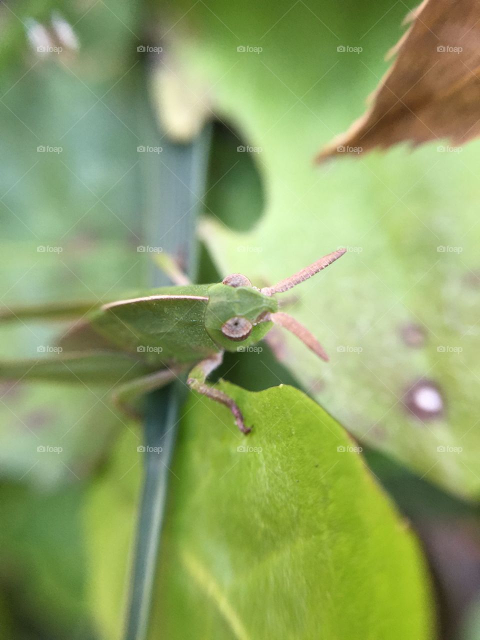 Macro grasshopper