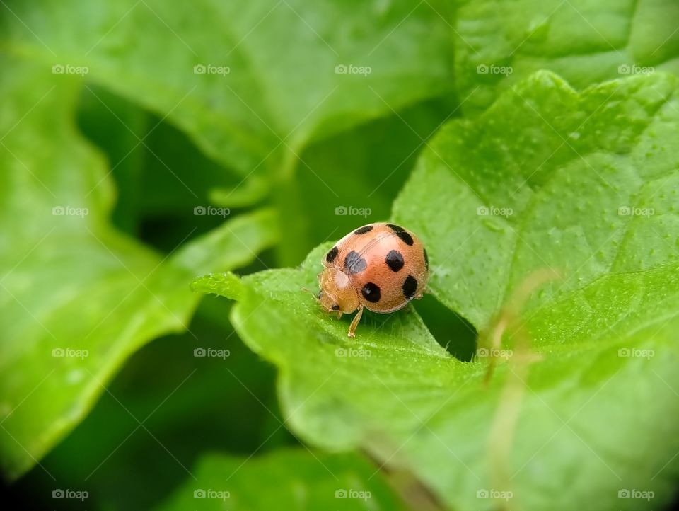 A ladybug is foraging on the leaves. This animal is very difficult to approach.  See, it did not want to show its thumb when photographed. Hahaha.