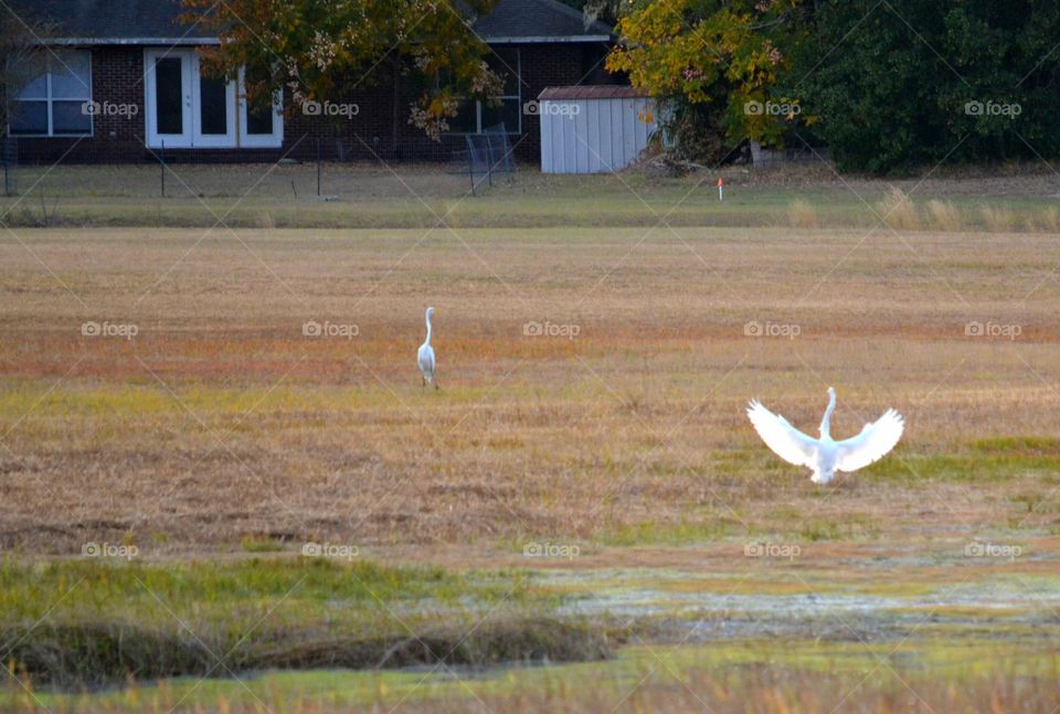 Bird, No Person, Nature, Outdoors, Wildlife