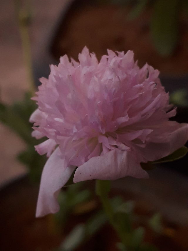flor linda